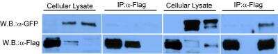 Western Blot: DYKDDDDK Epitope Tag Antibody [Agarose] [NB600-351] - WB analysis of DYKDDDK in transfected COS-7 cells using  [NB600-351]. Image from verified customer review.